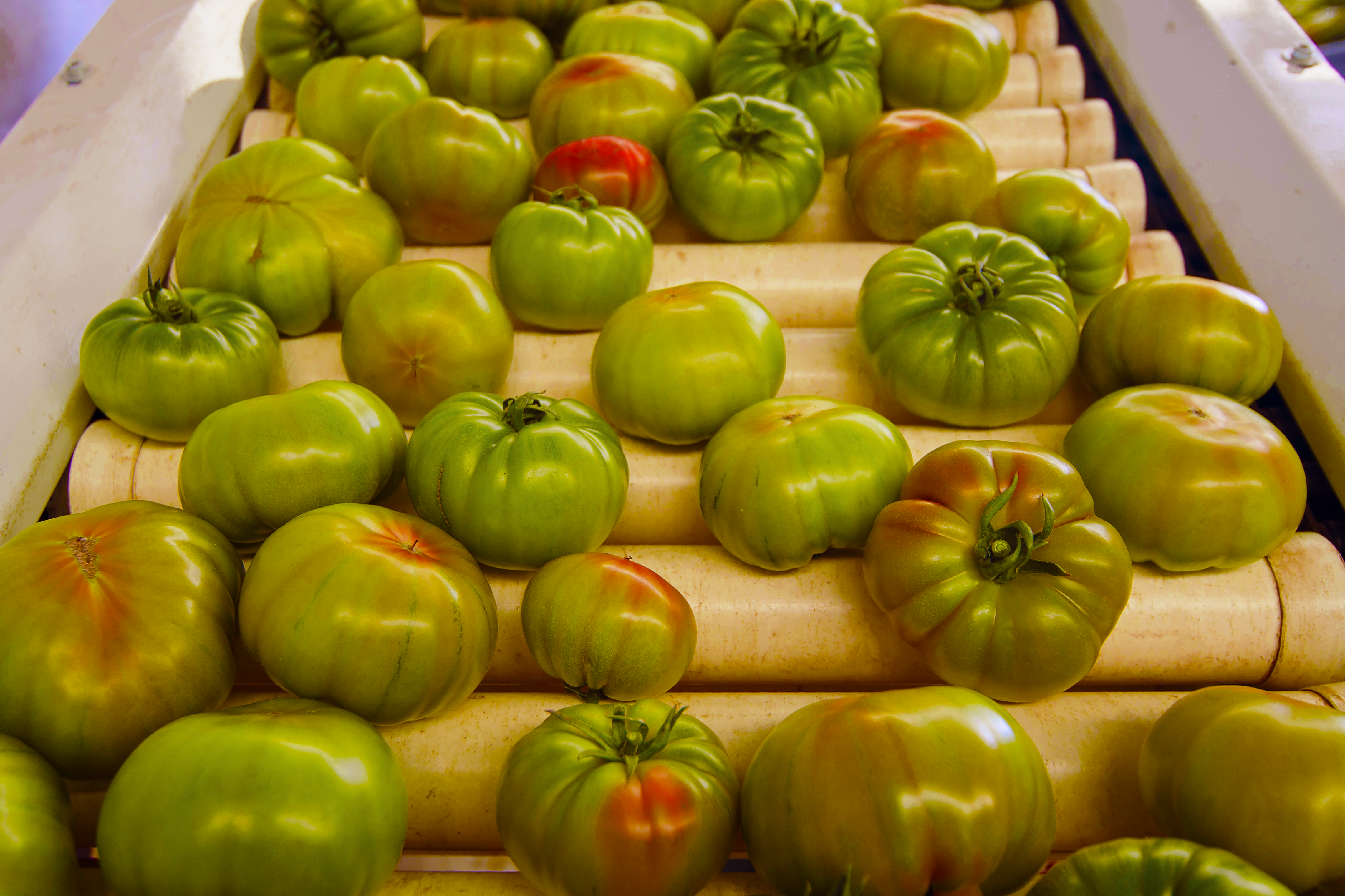 Food Farm 4.0 e ITS T&F: far crescere i nuovi professionisti dell’agroalimentare