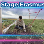 Bando Stage Erasmus+ 2026, domande entro il 1° febbraio